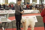 Meilleur Puppy Poitiers 2017